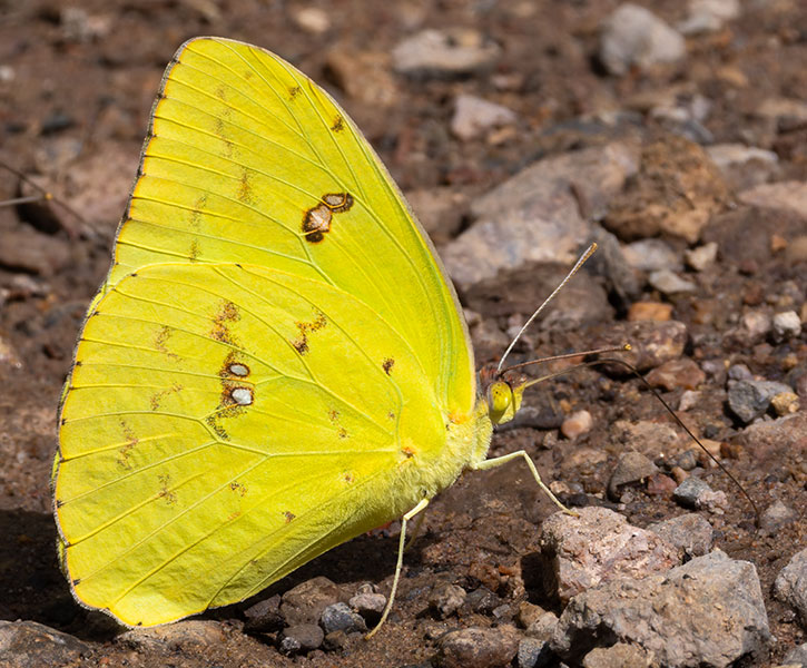Cloudless Sulphur Phoebis sennae Butterfly