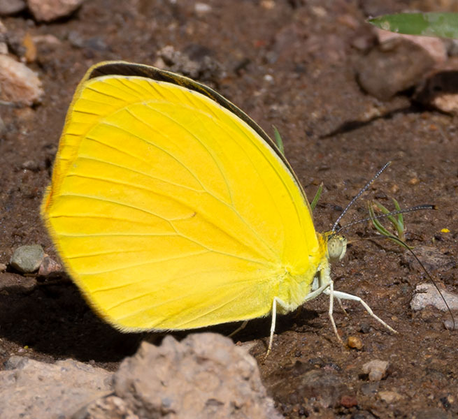 Tailed Orange Phoebis neocypris  Butterfly