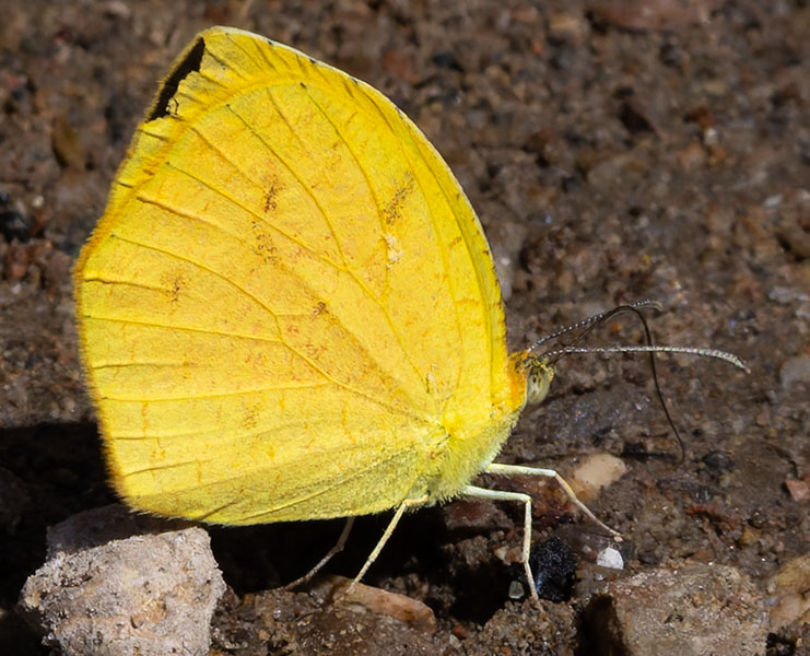 Tailed Orange Phoebis neocypris  Butterfly