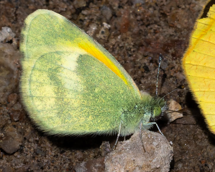 Dainty Sulphur Nathalis iole Butterfly