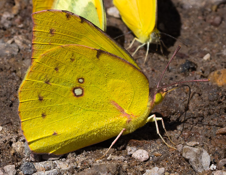 Southern Dogface Zerene cesonia Colias cesonia