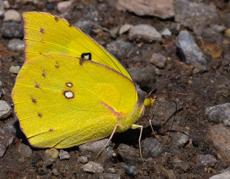 Southern Dogface Zerene cesonia Colias cesonia