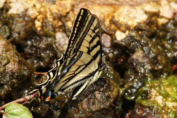 Two-tailed Swallowtail Papilio multicaudata Butterfly