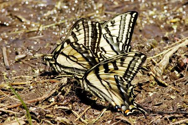 Western Tiger Swallowtail Papilio rutulus Butterfly
