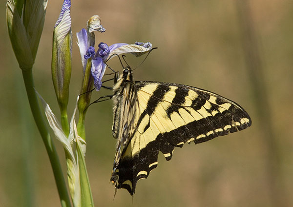 Western Tiger Swallowtail Papilio rutulus Butterfly