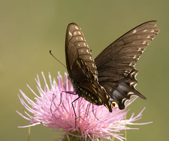 Black Swallowtail Papilio polyxenes Butterfly
