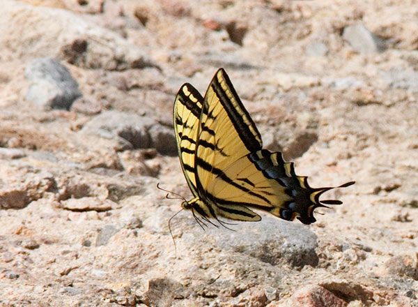 Two-tailed Swallowtail Papilio multicaudata Butterfly