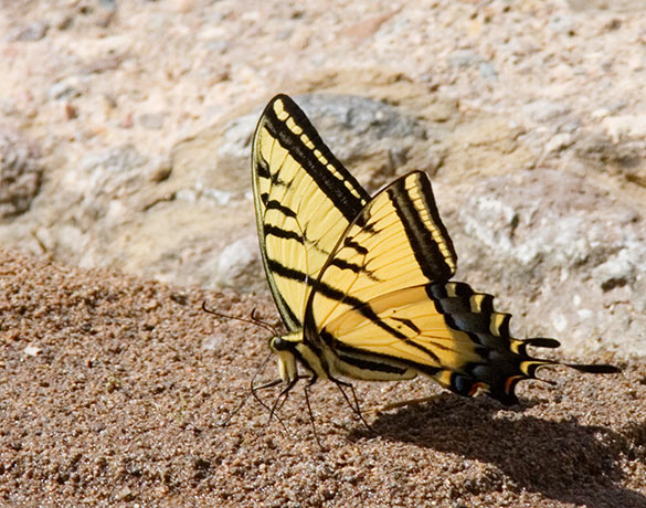 Two-tailed Swallowtail Papilio multicaudata Butterfly