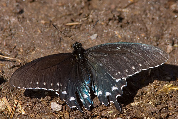 Pipevine Swallowtail Battus philenor Butterfly 
