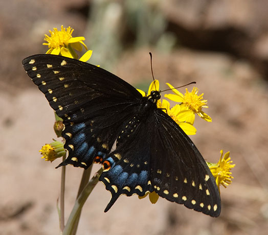Black Swallowtail Papilio polyxenes Butterfly
