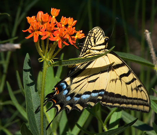 Two-tailed Swallowtail Papilio multicaudata Butterfly