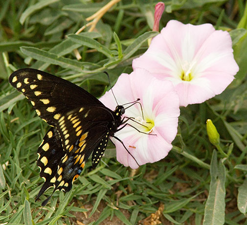 Black Swallowtail Papilio polyxenes Butterfly