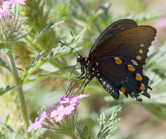 Pipevine Swallowtail Battus philenor Butterfly 