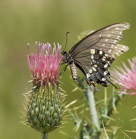 Black Swallowtail Papilio polyxenes Butterfly
