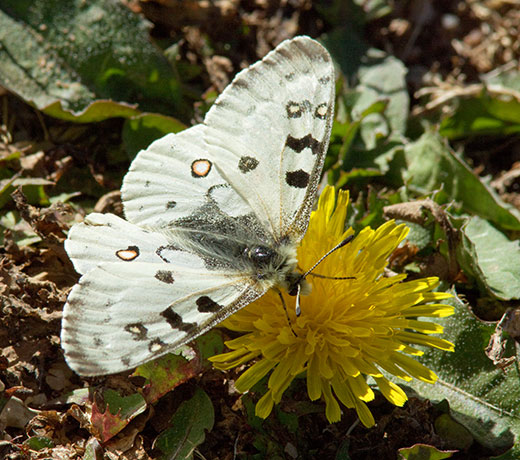 Rocky Mountain Parnassian Phoebus Parnassian Parnassian smintheus Parnassius phoebus ssp. smintheus Butterfly
