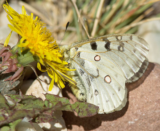 Rocky Mountain Parnassian Phoebus Parnassian Parnassian smintheus Parnassius phoebus ssp. smintheus Butterfly