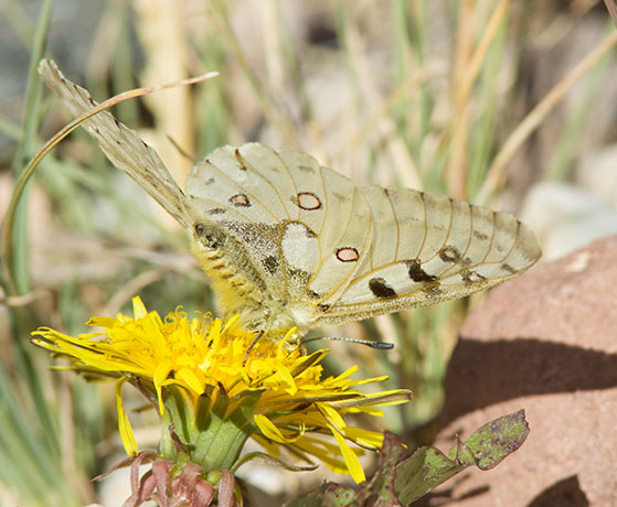Rocky Mountain Parnassian Phoebus Parnassian Parnassian smintheus Parnassius phoebus ssp. smintheus Butterfly