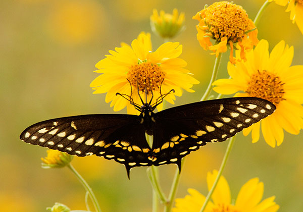 Black Swallowtail Papilio polyxenes Butterfly