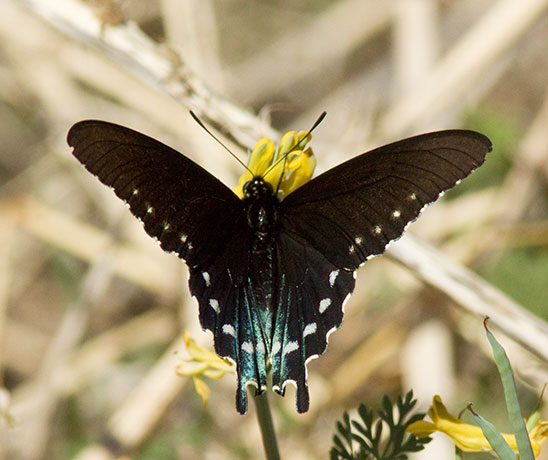 Pipevine Swallowtail Battus philenor Butterfly 