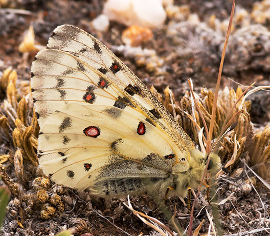 Rocky Mountain Parnassian Phoebus Parnassian Parnassian smintheus Parnassius phoebus ssp. smintheus Butterfly