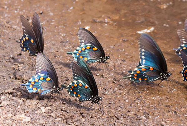 Pipevine Swallowtail Battus philenor Butterfly 