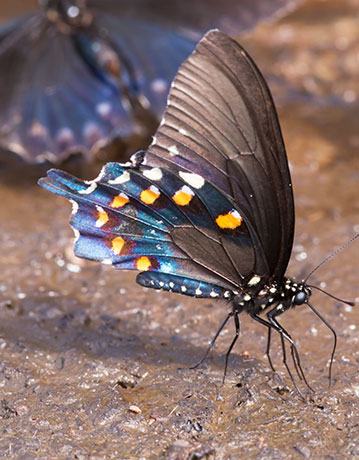Pipevine Swallowtail Battus philenor Butterfly 