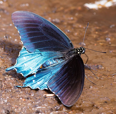 Pipevine Swallowtail Battus philenor Butterfly 