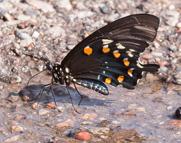 Pipevine Swallowtail Battus philenor Butterfly 