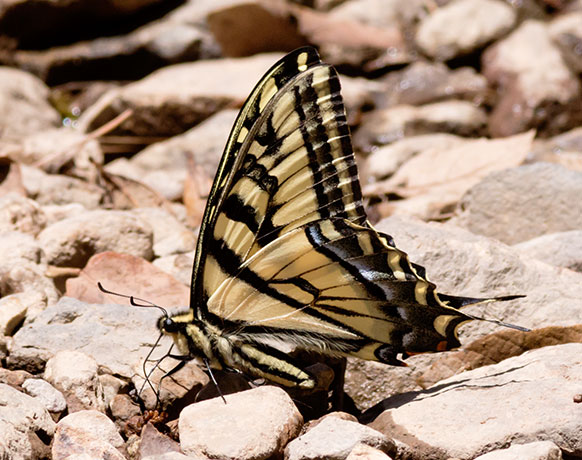 Two-tailed Swallowtail Papilio multicaudata Butterfly
