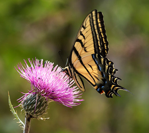 Two-tailed Swallowtail Papilio multicaudata Butterfly