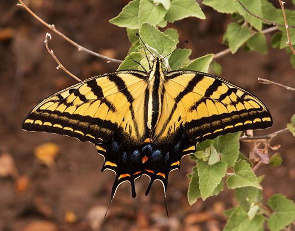 Two-tailed Swallowtail Papilio multicaudata Butterfly