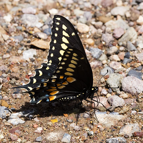 Black Swallowtail Papilio polyxenes Butterfly