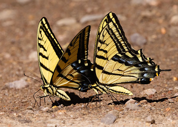 Two-tailed Swallowtail Papilio multicaudata Butterfly