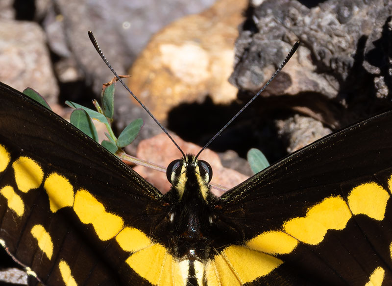 Giant Swallowtail Papilio cresphontes Butterfly