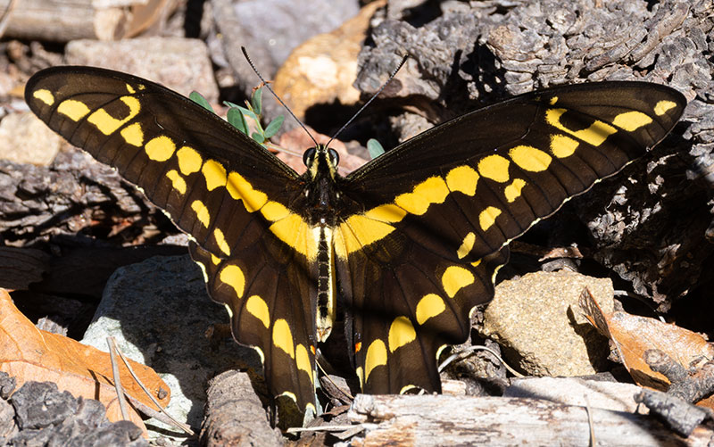 Giant Swallowtail Papilio cresphontes Butterfly