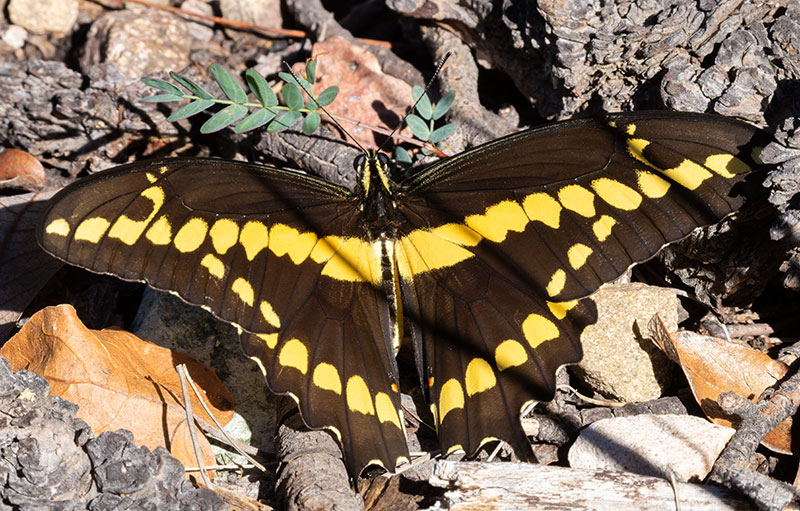 Giant Swallowtail Papilio cresphontes Butterfly