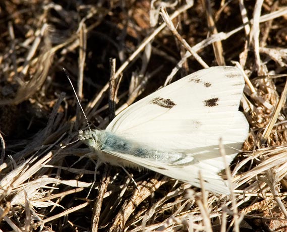 Checkered White Pontia protodice Butterfly