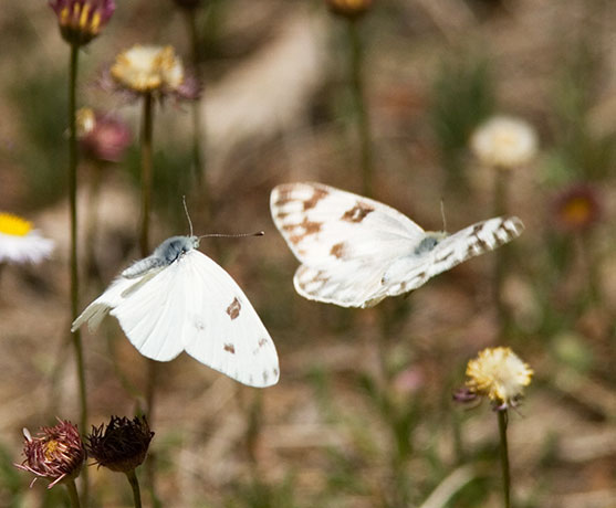 Checkered White Pontia protodice Butterfly