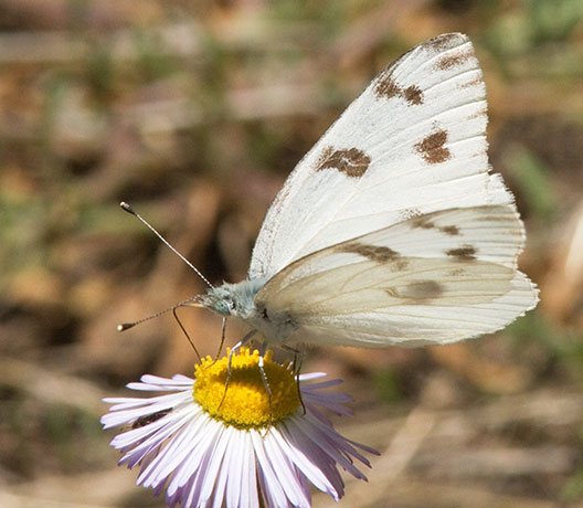 Checkered White Pontia protodice Butterfly