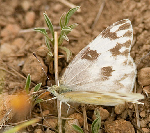 Checkered White Pontia protodice Butterfly