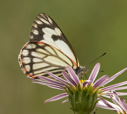 Pine White Neophasia menapia Butterfly