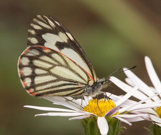 Pine White Neophasia menapia Butterfly photo taken August 4, 2007