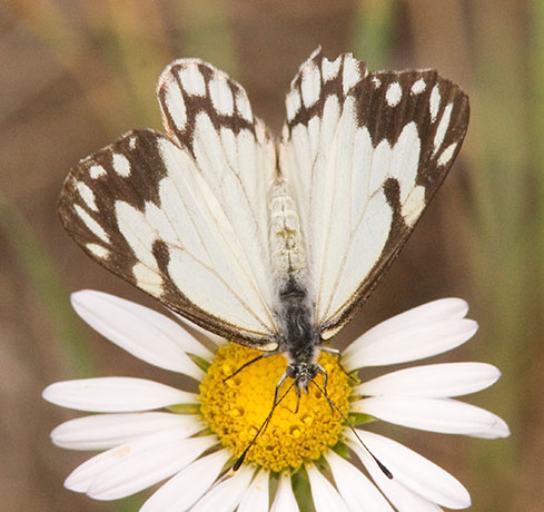 Pine White Neophasia menapia Butterfly photograph taken August 4, 2007