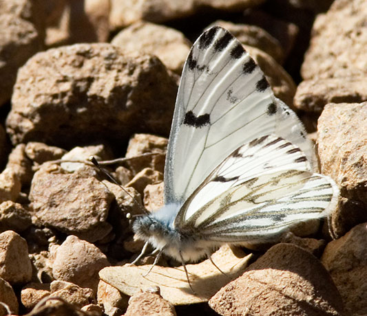 Spring White Pontia sisymbrii Butterfly 
