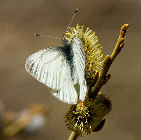 Mustard White Pieris napi Butterfly 