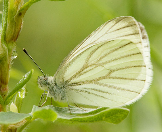 Mustard White Pieris napi Butterfly 