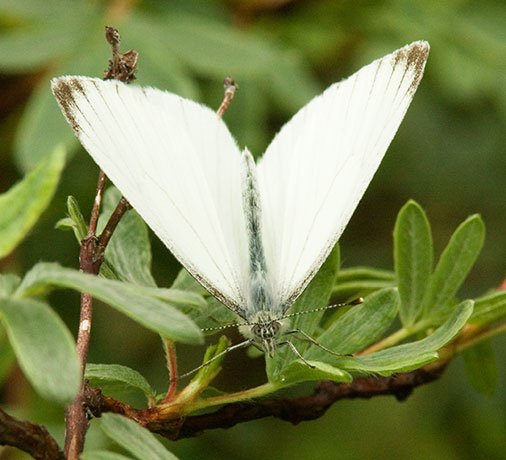 Mustard White Pieris napi Butterfly 