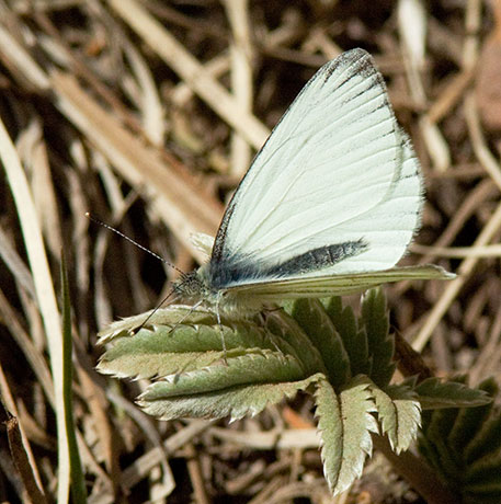 Mustard White Pieris napi Butterfly 