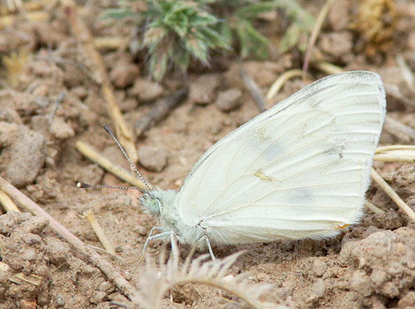 Checkered White Pontia protodice Butterfly