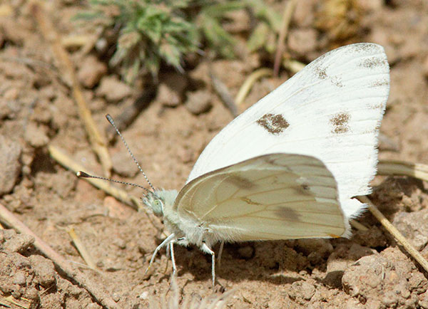Checkered White Pontia protodice Butterfly